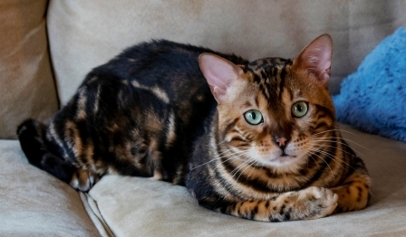 Purebred Bengal Cats in North Carolina