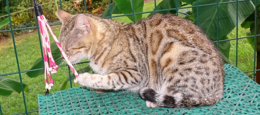 Purebred Bengal Cats in North Carolina