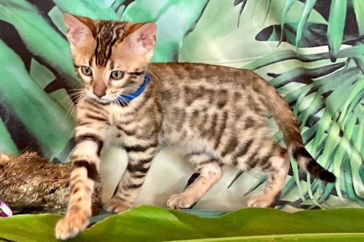 Purebred Bengal Cats in North Carolina