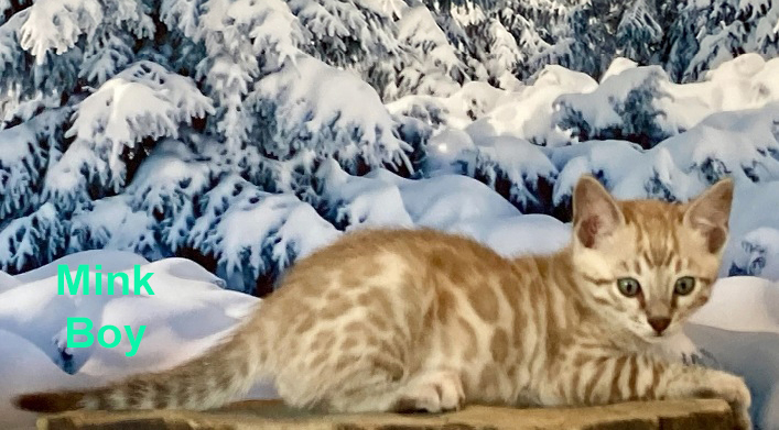 Purebred Bengal Cats in North Carolina